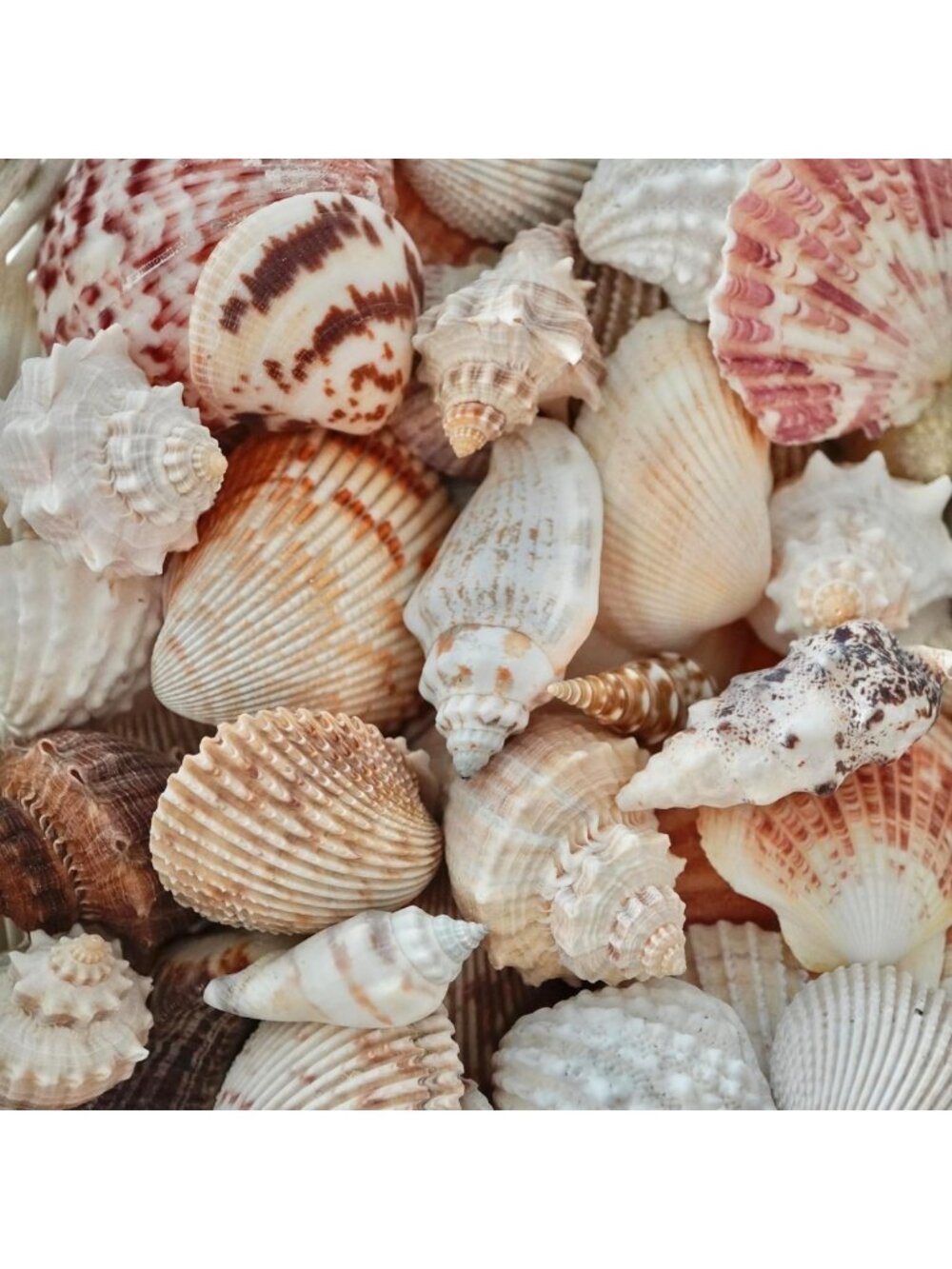Mixed Beach Seashells - Natural Ocean Shells for DIY Crafts, Home Decor